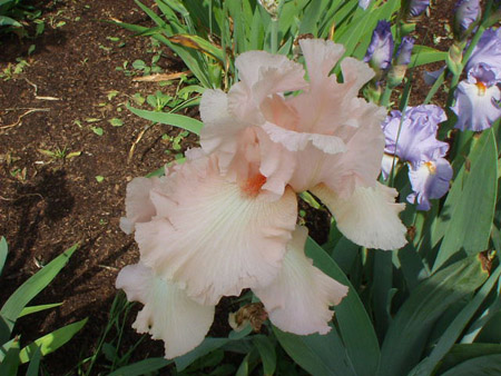Pink Taffata
