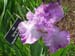 Spring Image